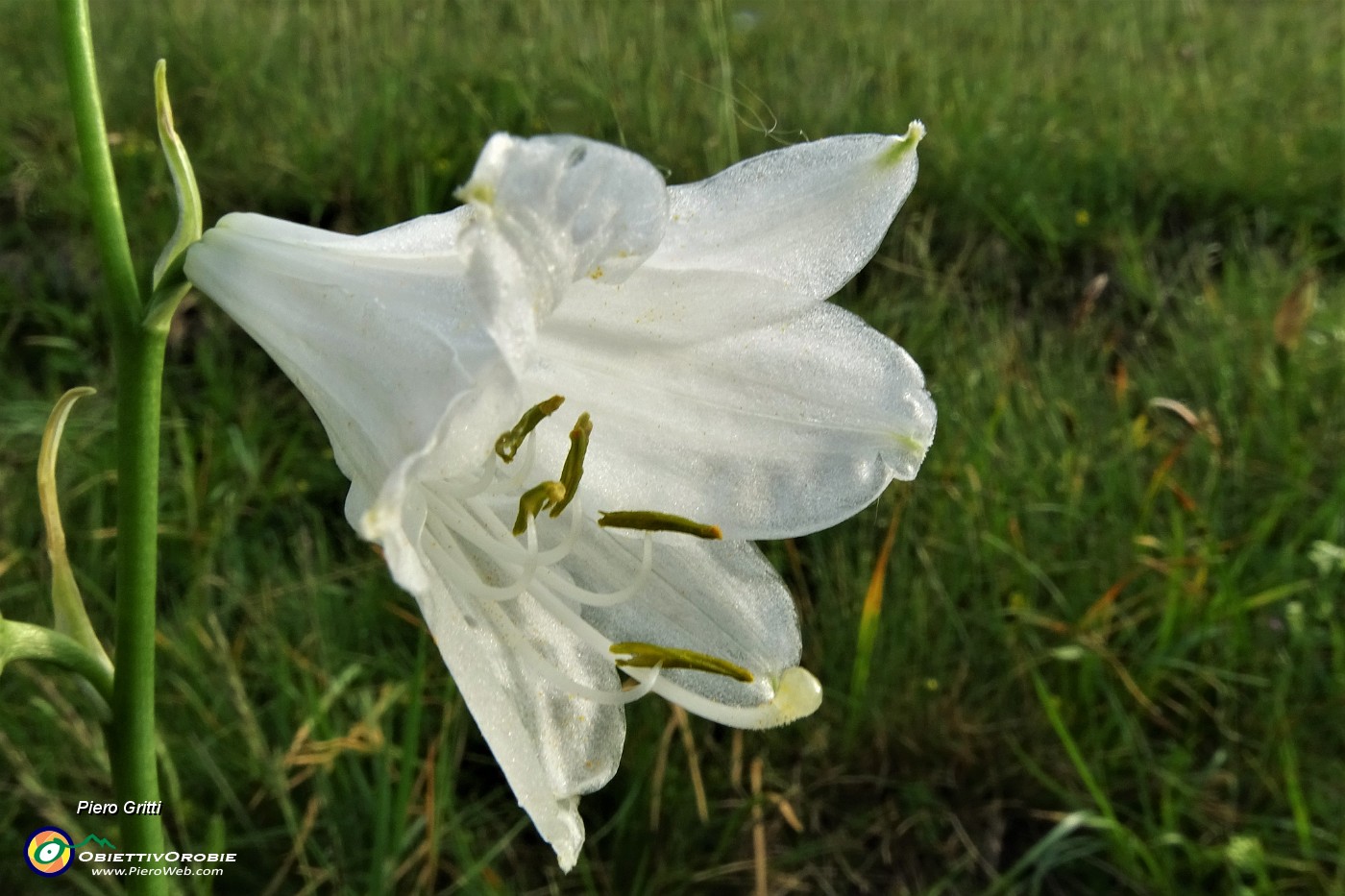 17 Giglio di monte (Paradisia liliastrum).JPG